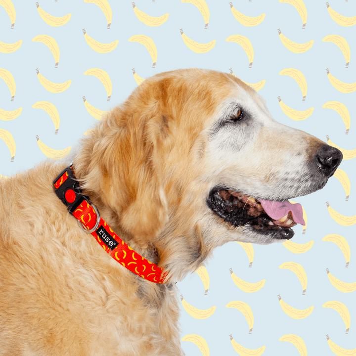 Let's Go Bananas! Printed Nylon Dog Collar and Leash