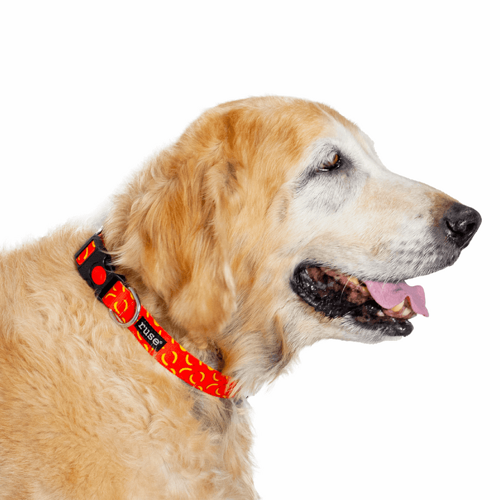 Let's Go Bananas! Printed Nylon Dog Collar and Leash