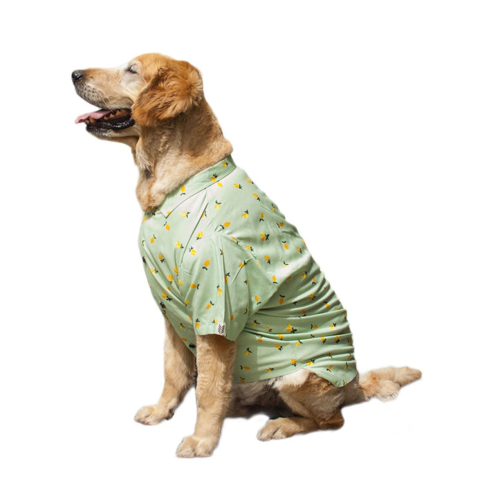 Green Mangoes Dog Shirt | SoftTech Fabric