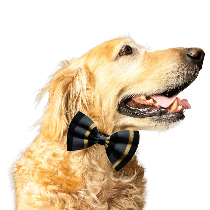 "Black Mustard Striper" Upcycled Dog Bow Tie