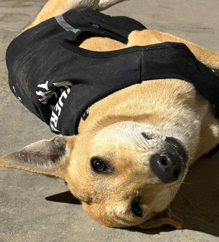 Customizable "Where Is The Love?" Reflective Pet Sweatshirt | An Initiative By Your Brand & Your Organization| For Donation.